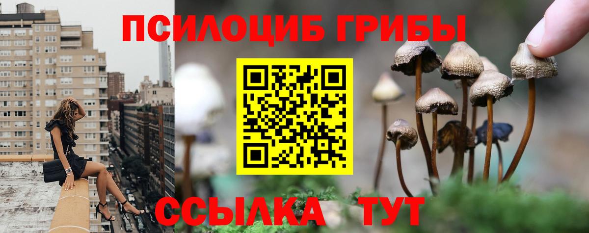 где купить наркоту  Псилоцибиновые грибы Magic Shrooms  Вход с VPN  Бийск 
